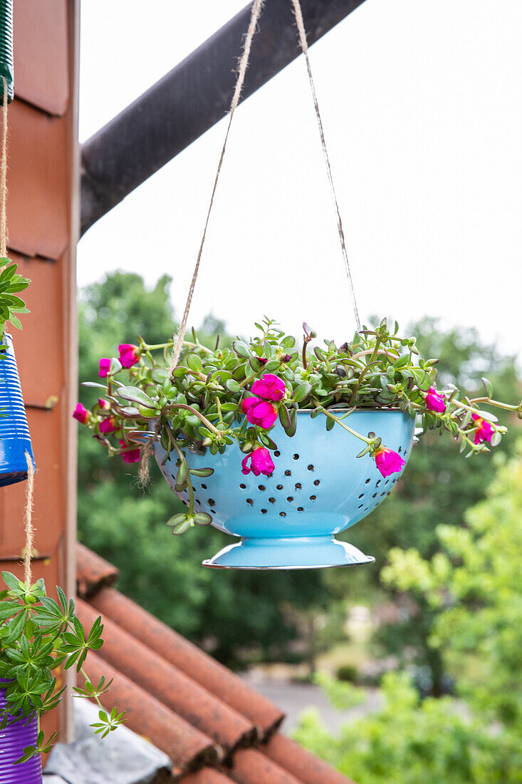 Upcycling - plant in kitchen sieve