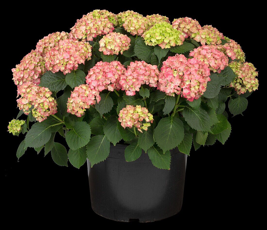 Hydrangea macrophylla 'Magical Revolution'®, pink