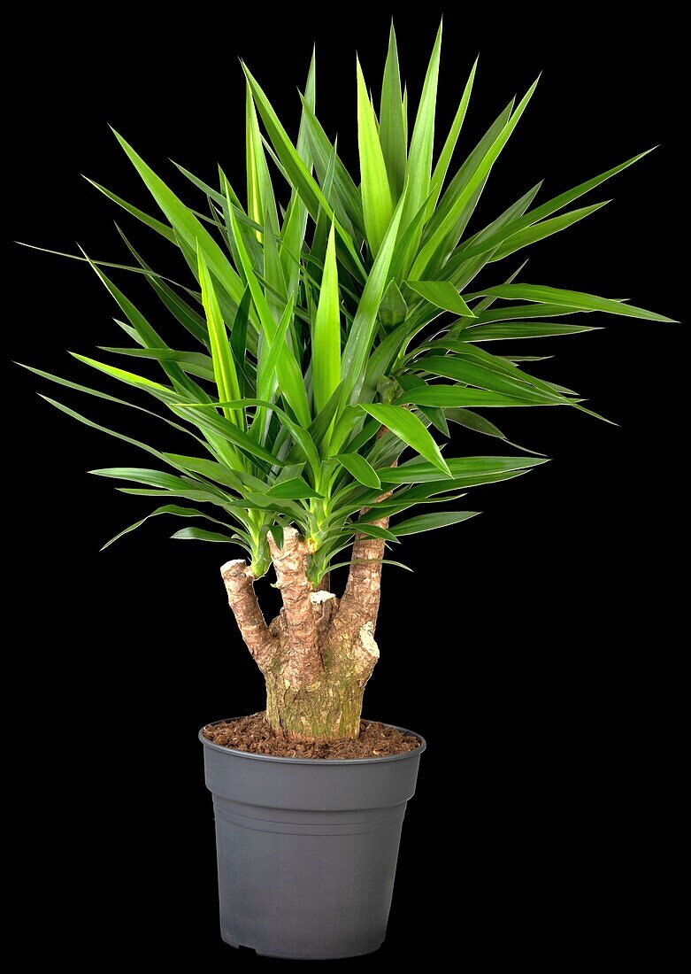 Yucca elephantipes