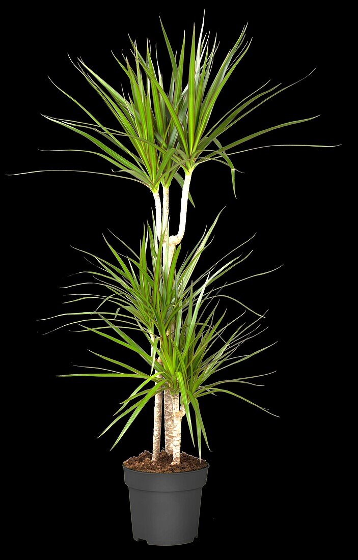 Dracaena marginata