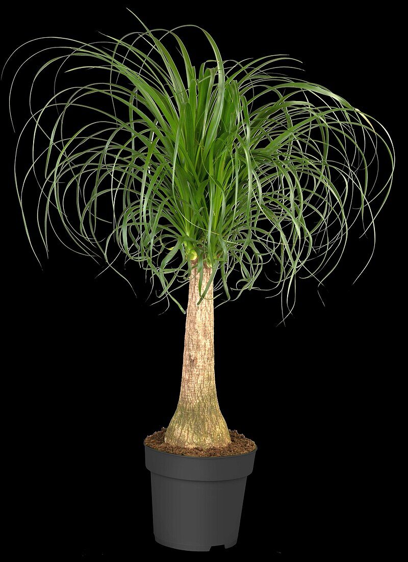 Beaucarnea recurvata 'Maya'