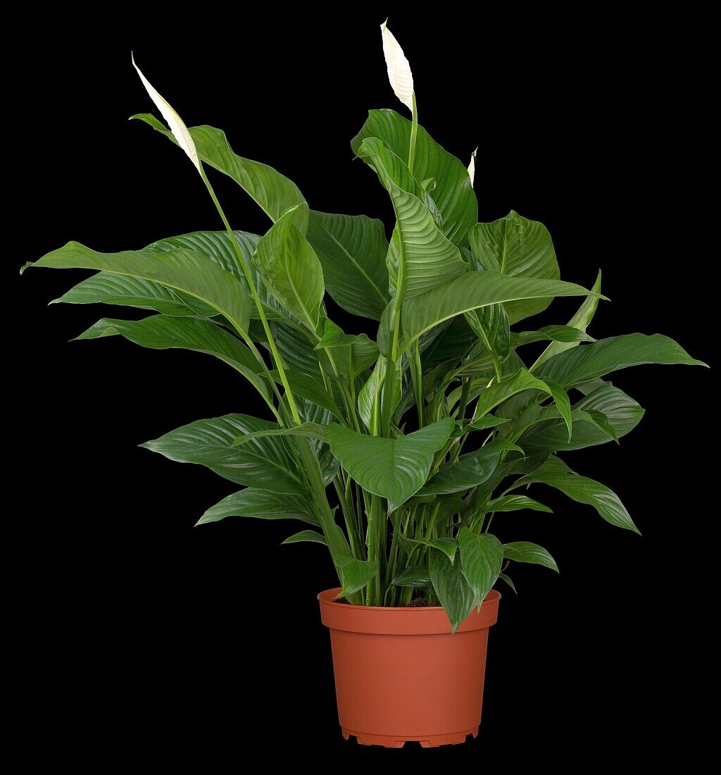 Spathiphyllum floribundum, white specimen