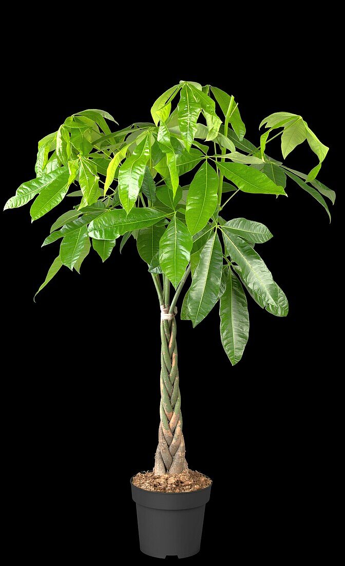 Pachira aquatica, strain