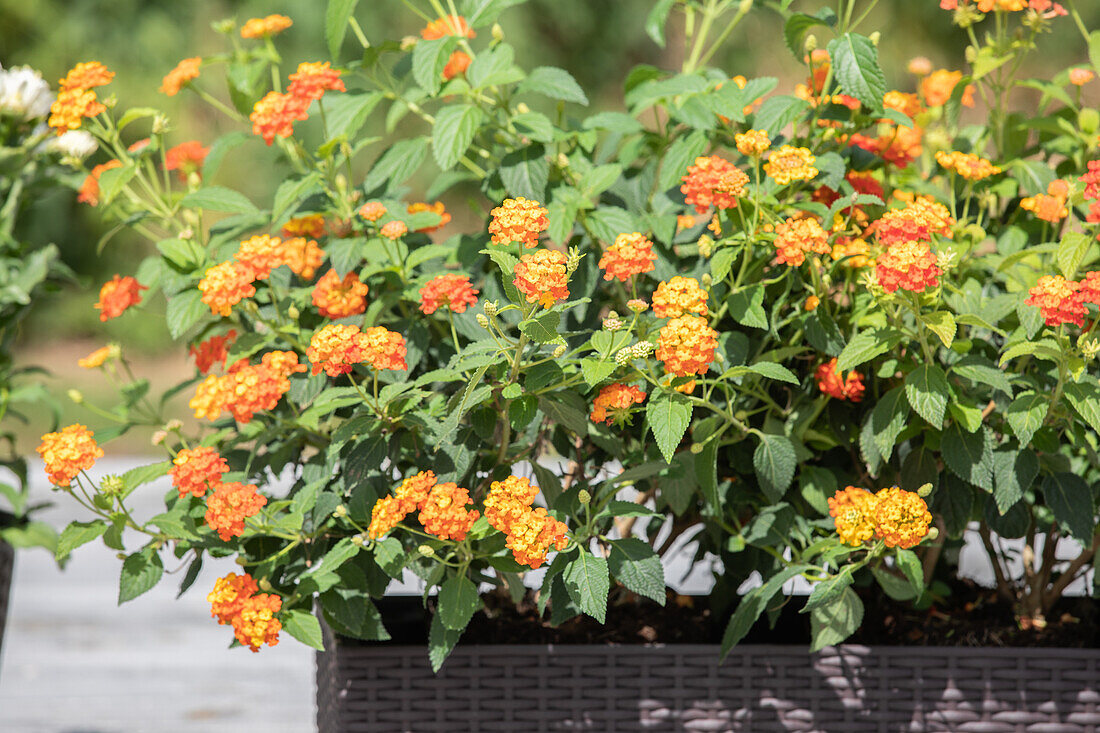 Lantana camara, orange