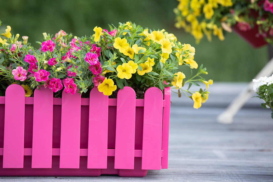 Calibrachoa hybrids