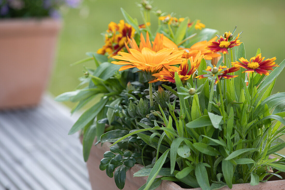 Gazania; Coreopsis grandiflora