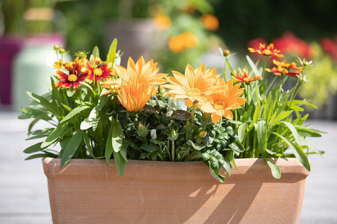 Gazania, orange