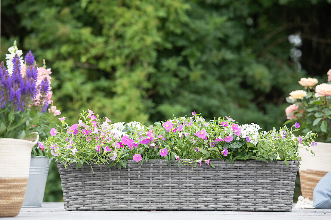 Calibrachoa, pink