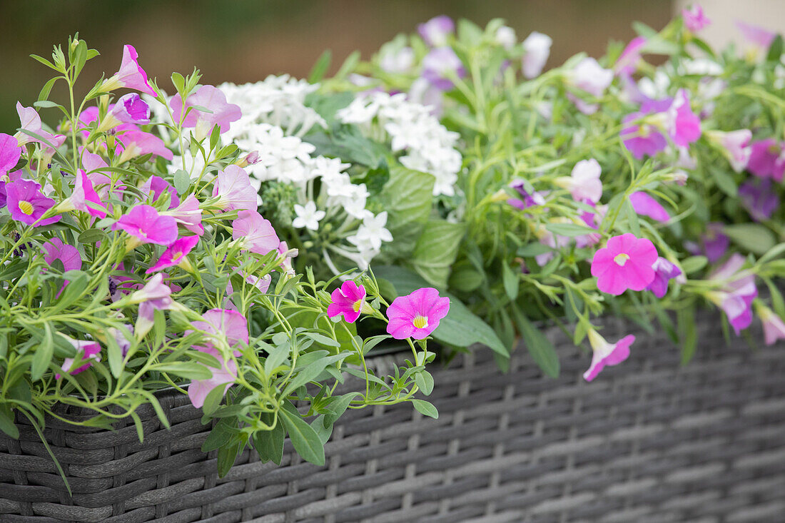 Calibrachoa, rosa