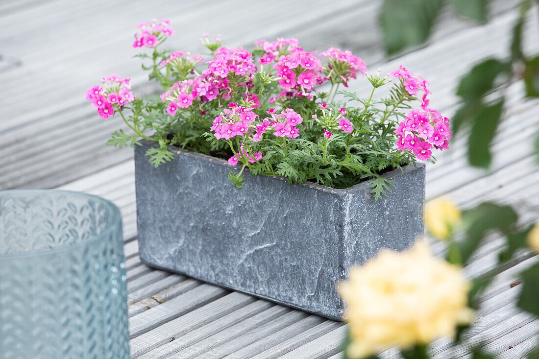 Verbena, pink