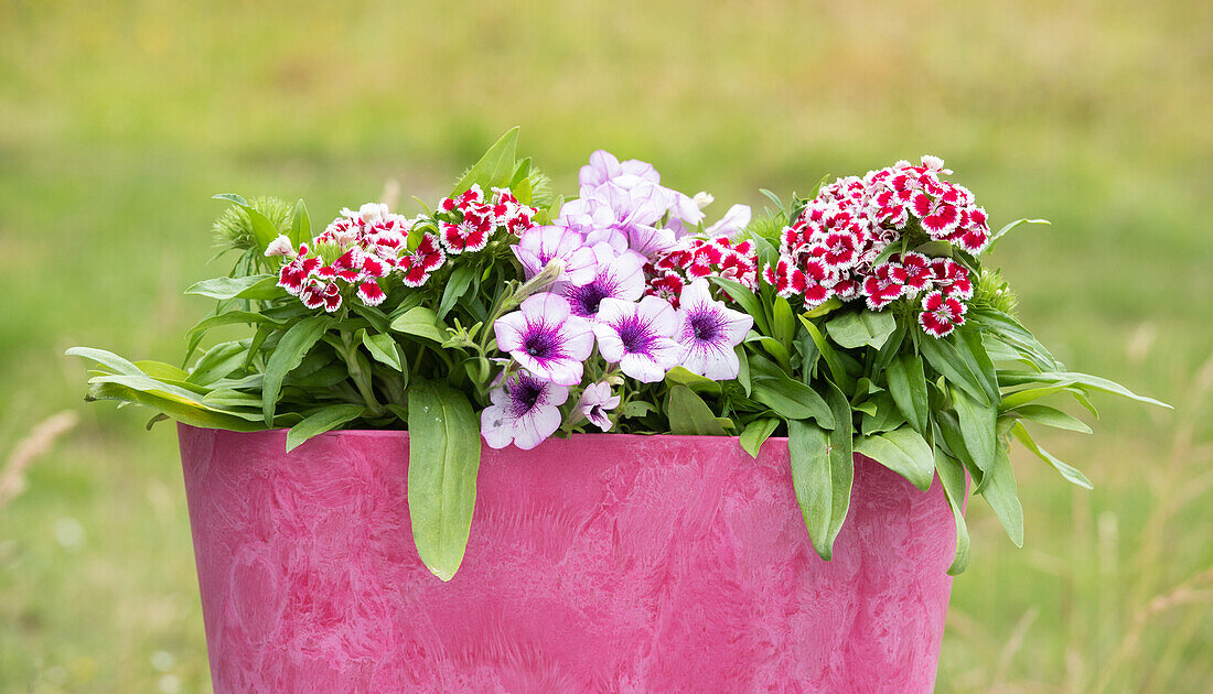 Dianthus barbatus, rot-weiß; Petunia, zweifarbig