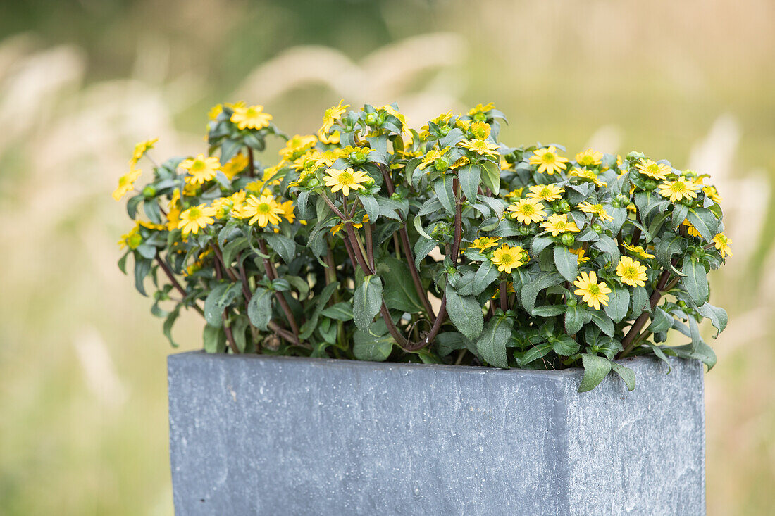 Sanvitalia procumbens, yellow