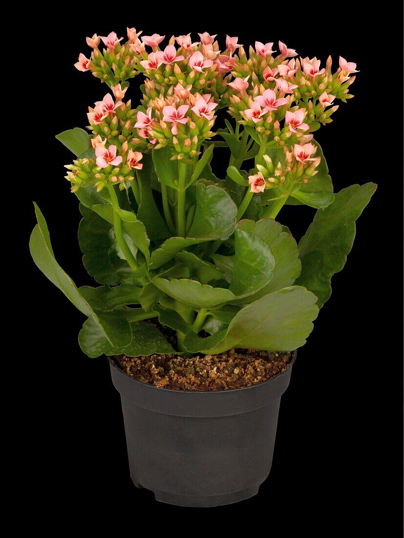 Kalanchoe blossfeldiana, pink-white