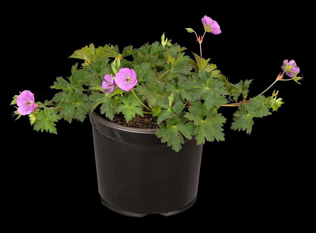 Geranium sanguineum