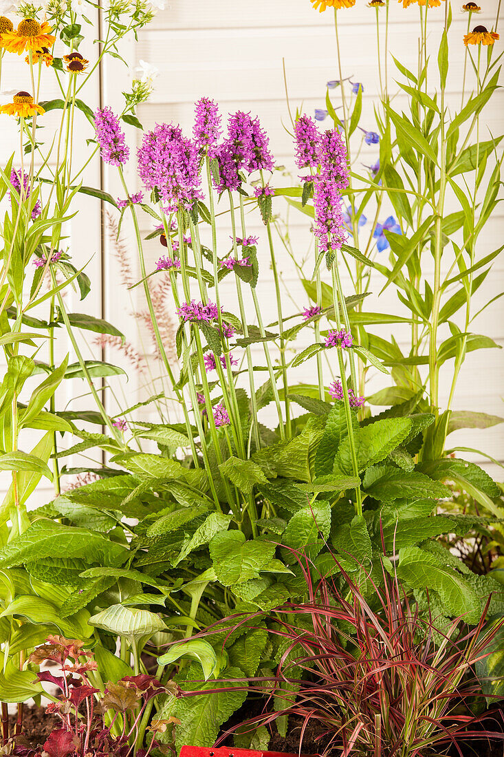 Stachys monnieri 'Hummelo'