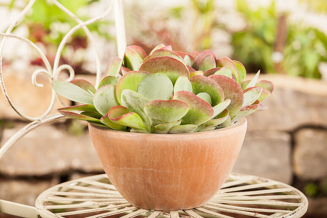 Kalanchoe thyrsiflora