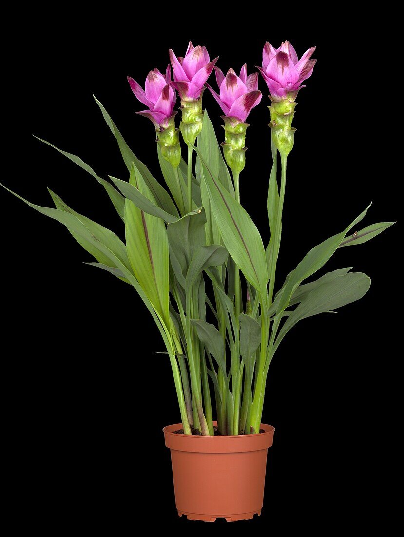 Curcuma alismatifolia 'Siam'™