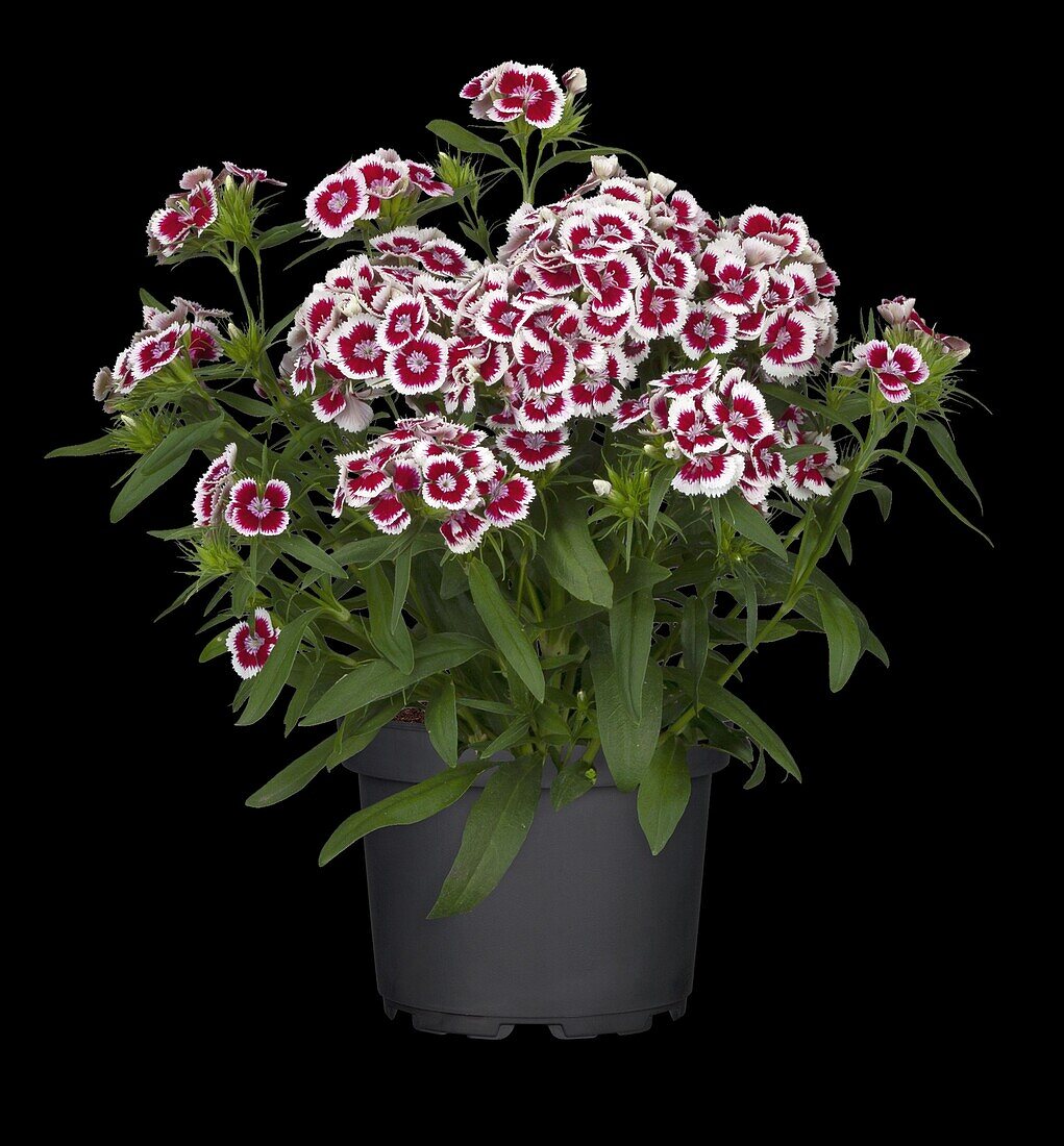Dianthus barbatus, red-white