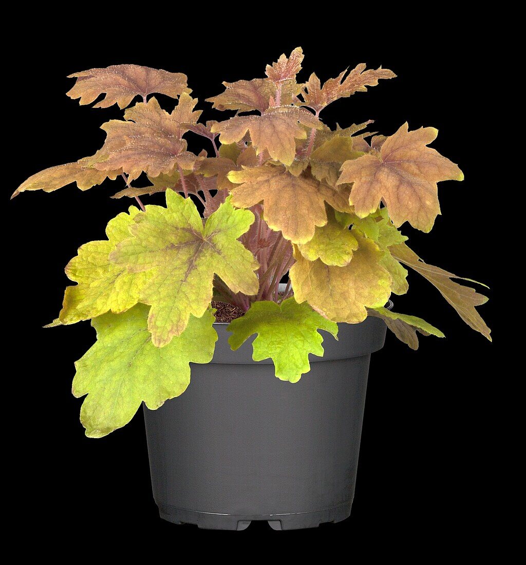 Heuchera, orange