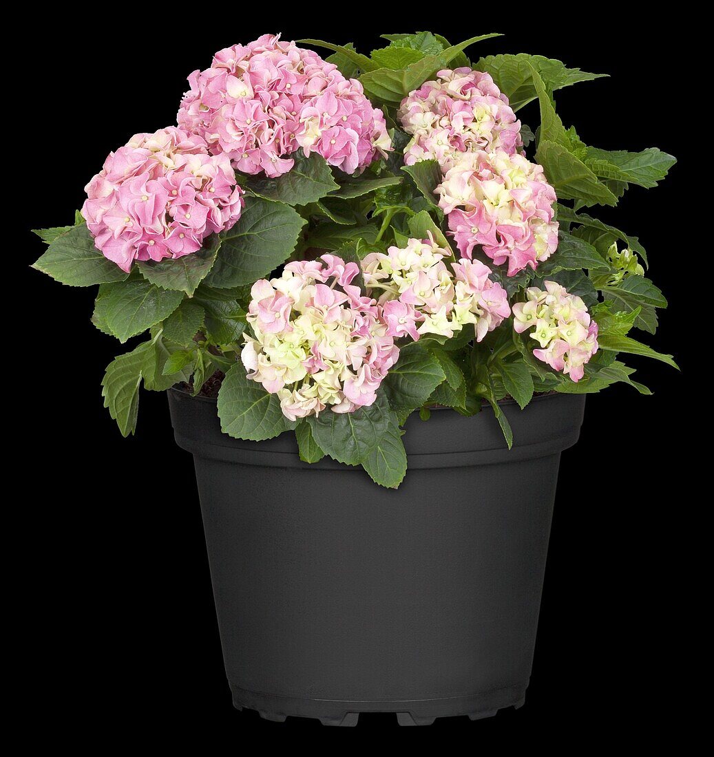 Hydrangea macrophylla, pink