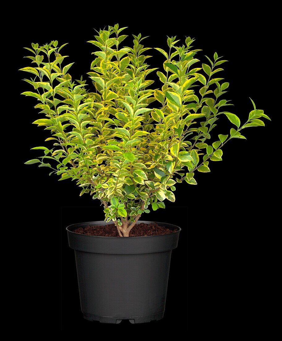 Ligustrum ovalifolium 'Aureum'