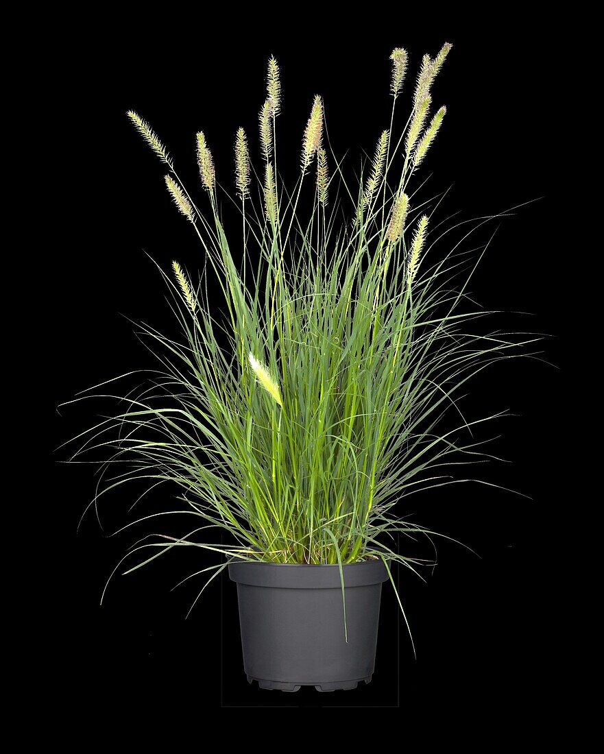 Pennisetum alopecuroides 'Hameln'