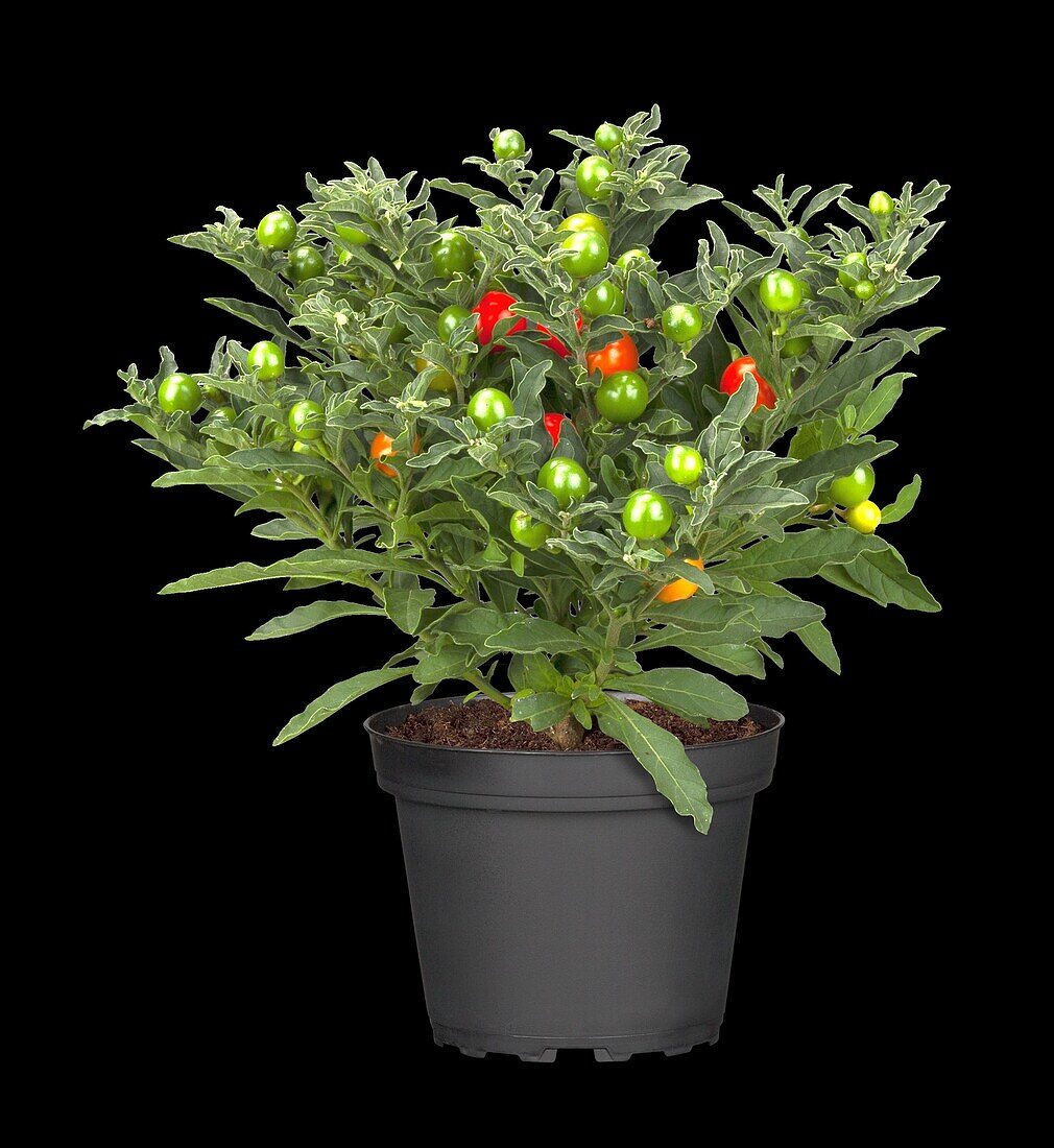 Solanum pseudocapsicum 'Thurino'