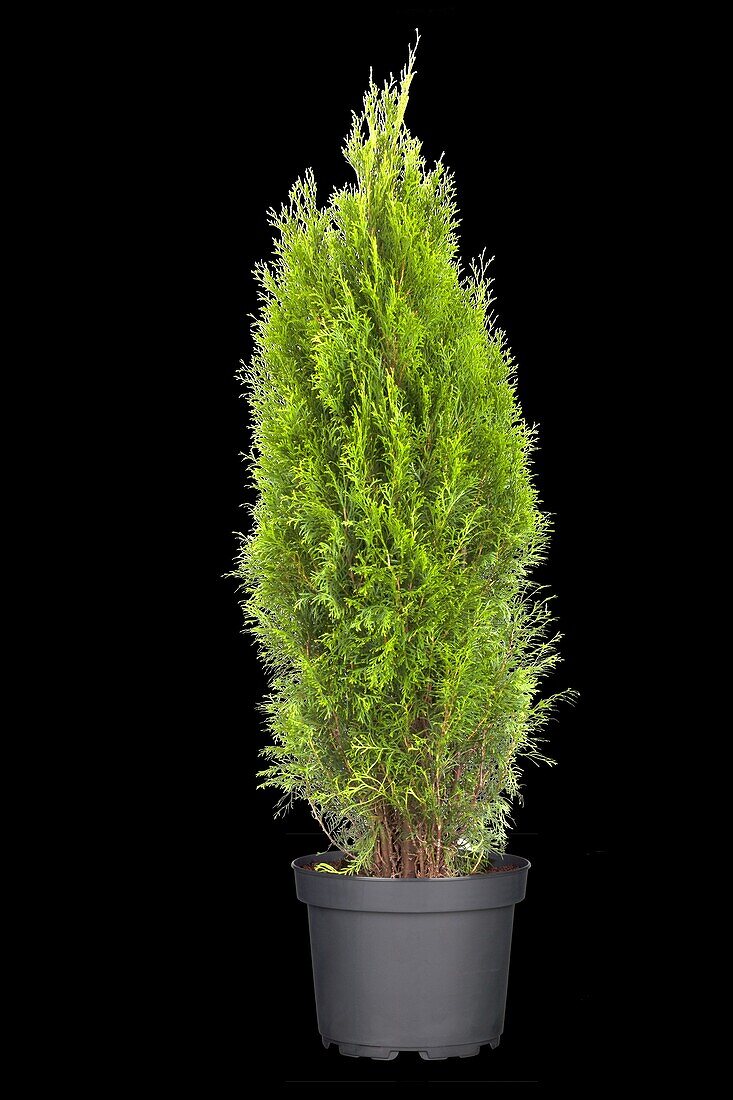 Thuja occidentalis 'Emerald