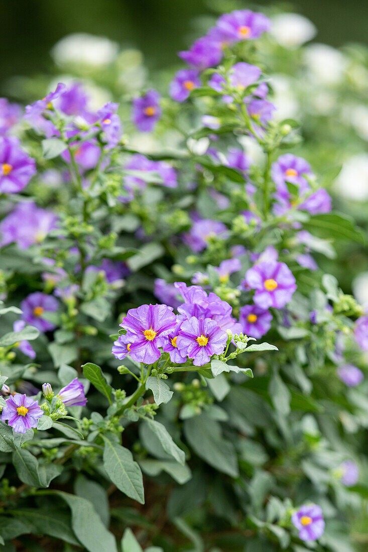 Solanum rantonnetii, blau