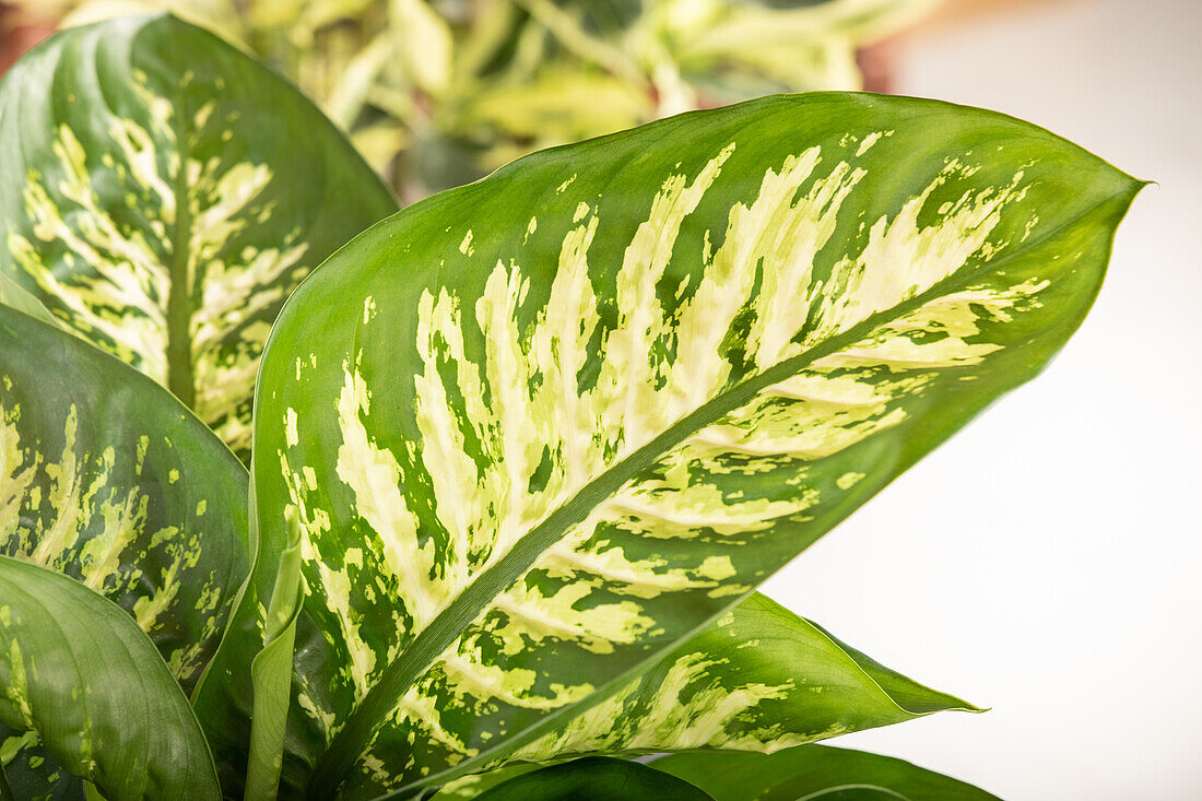 Dieffenbachia seguine 'Tropic Snow