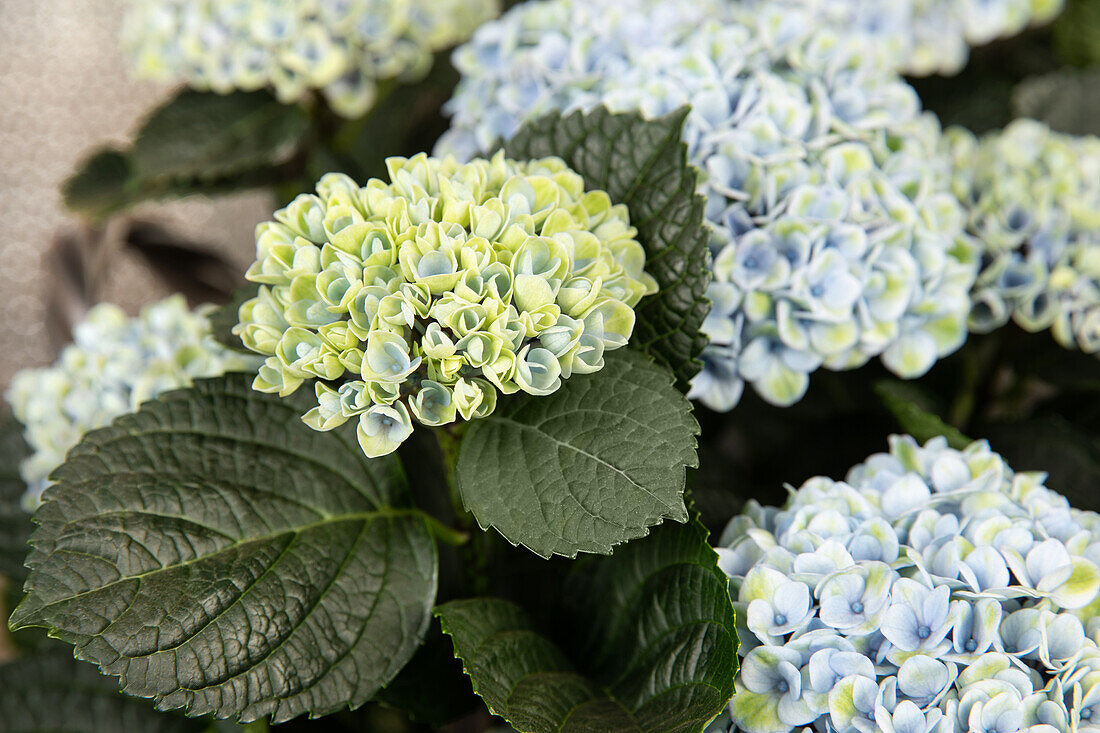 Hydrangea macrophylla 'Magical Revolution'®, blau