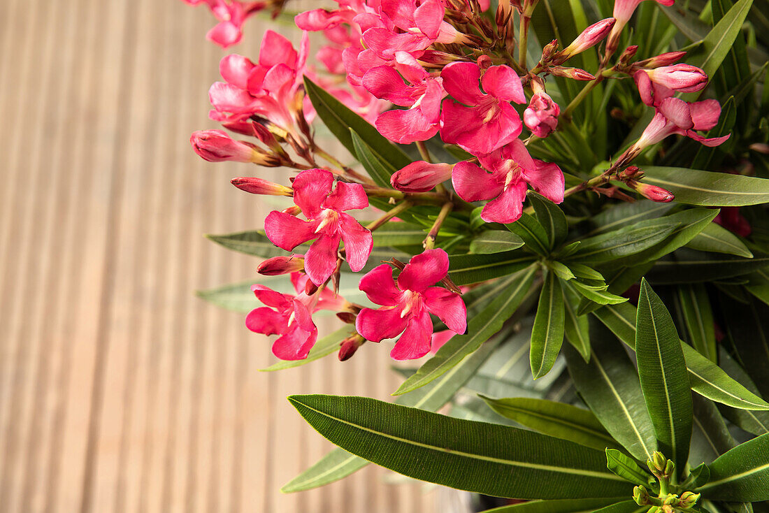 Nerium oleander, dunkelrosa