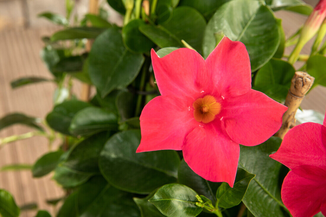 Mandevilla sanderi Sundaville® Rio Hot Pink