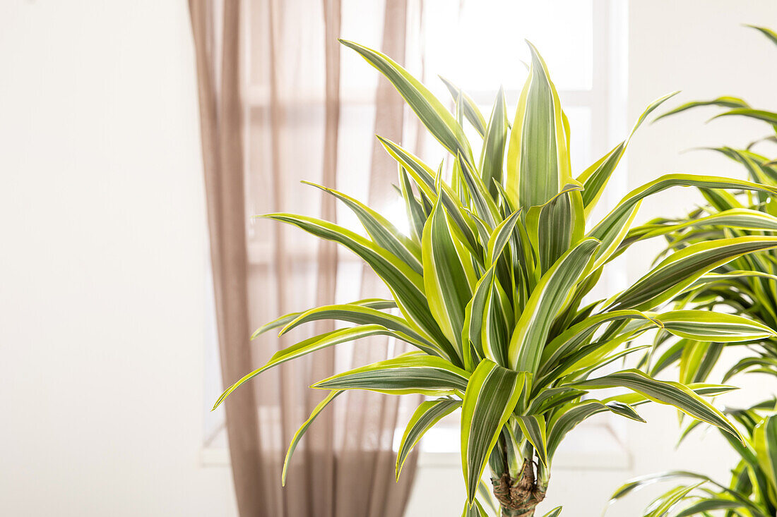 Dracaena fragrans 'Lemon Lime'