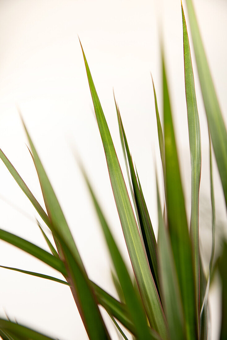 Dracaena marginata