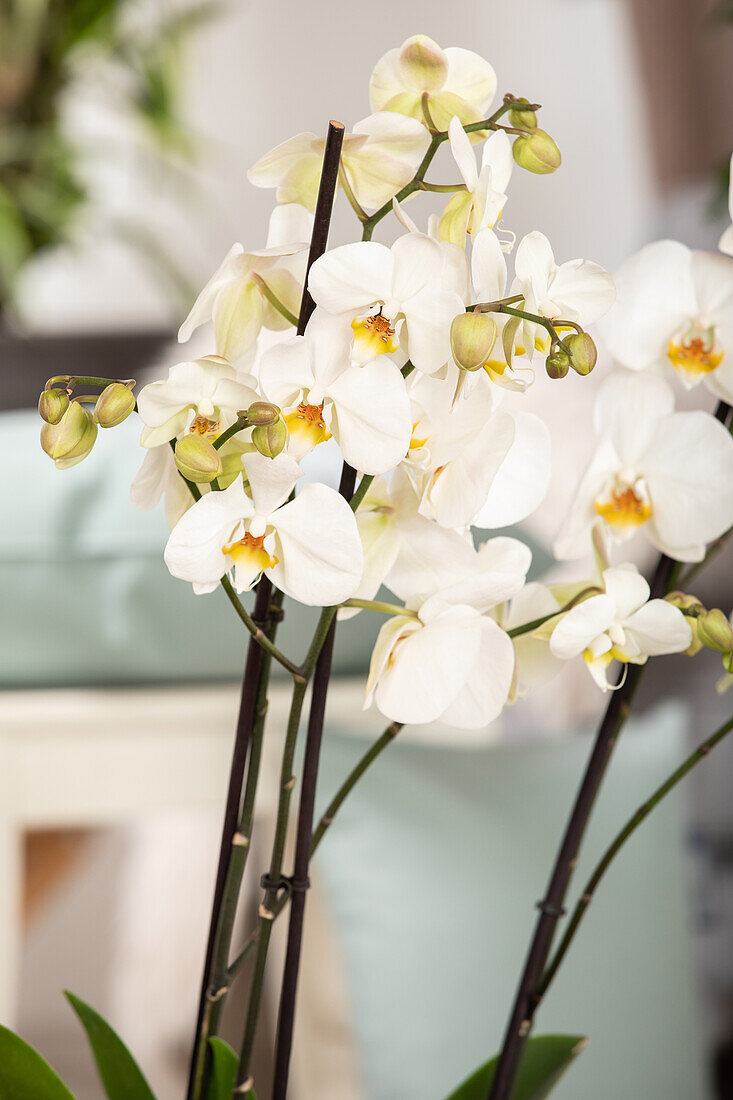 Phalaenopsis Duetto, white