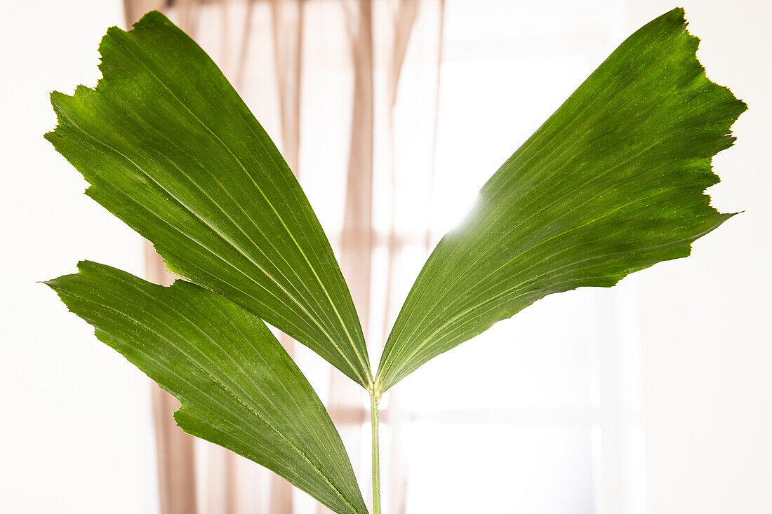 Caryota mitis