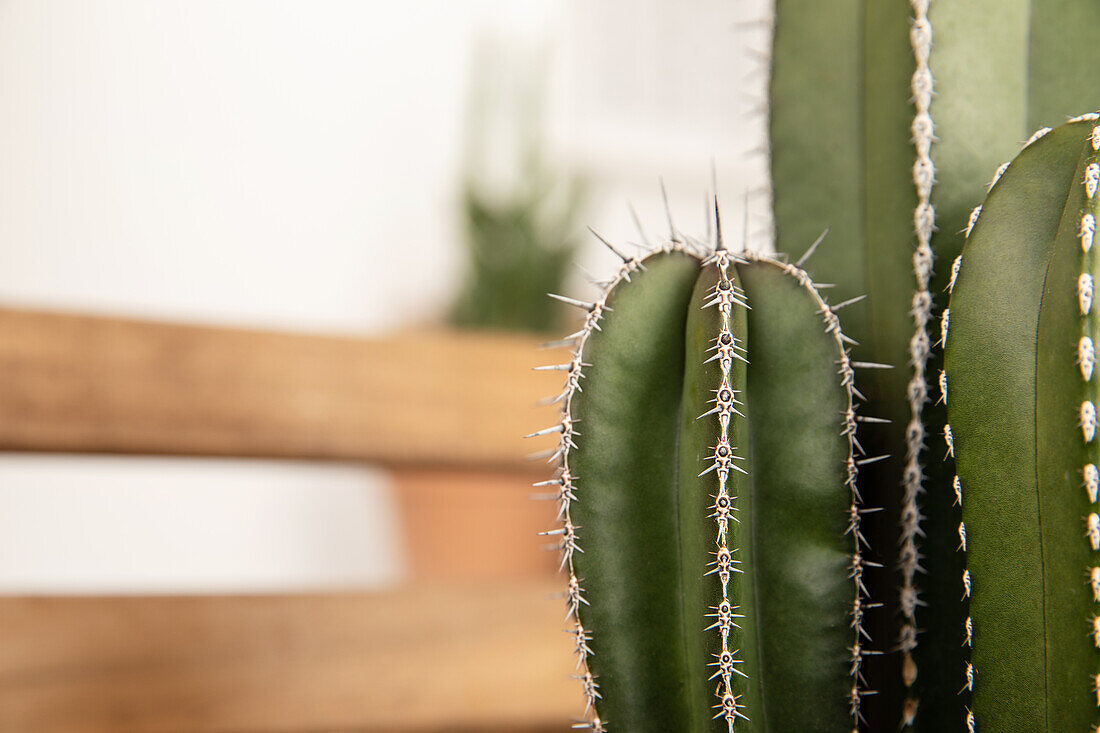 Cactus, column