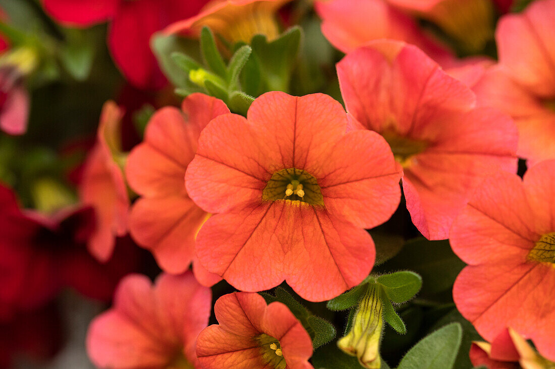 Calibrachoa MiniFamous Piú Orange