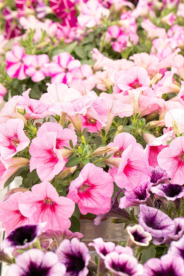 Petunia 'AlpeTunia® Pink Vein'