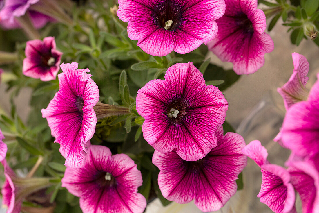 Petunia, pink