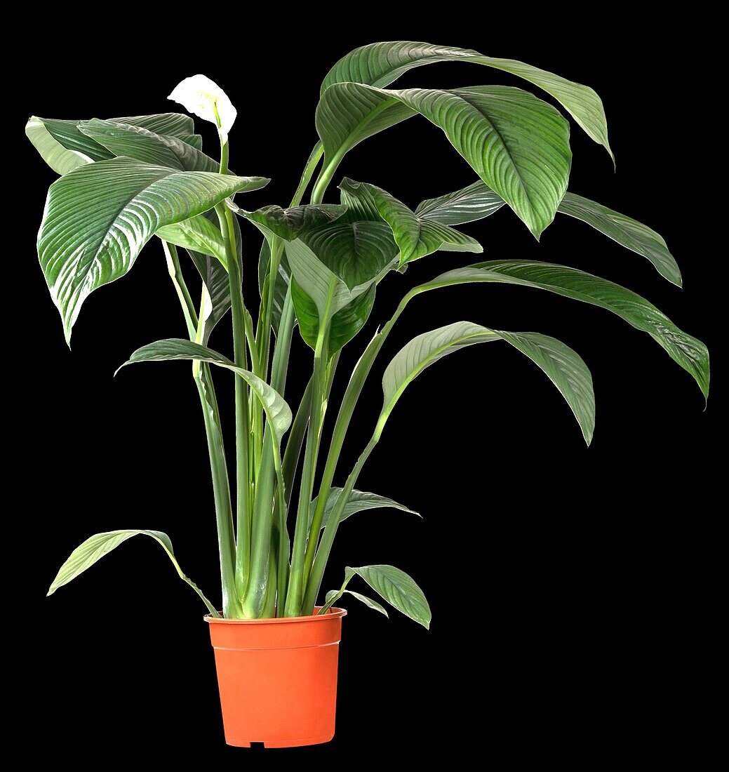 Spathiphyllum floribundum