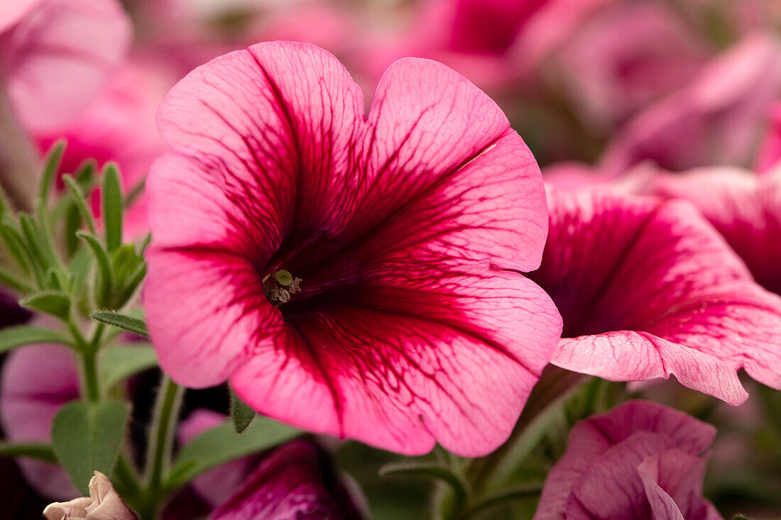 Petunia 'Perfectunia® Sylt'