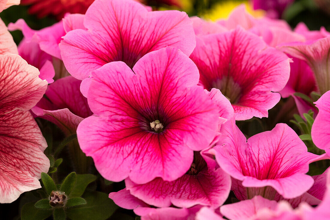 Petunia Perfectunia® Malaga Improved