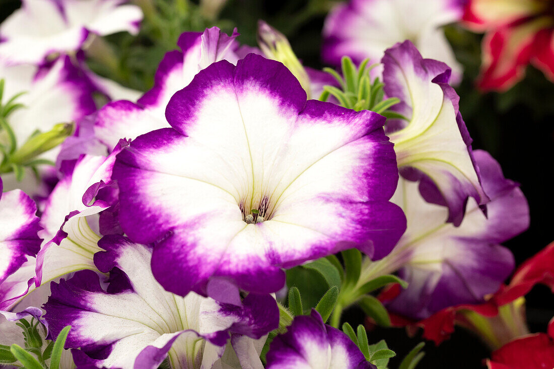 Petunia 'Crazytunia® Purple Storm'