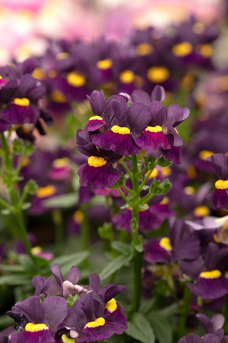 Nemesia Escential 'Sugarberry'