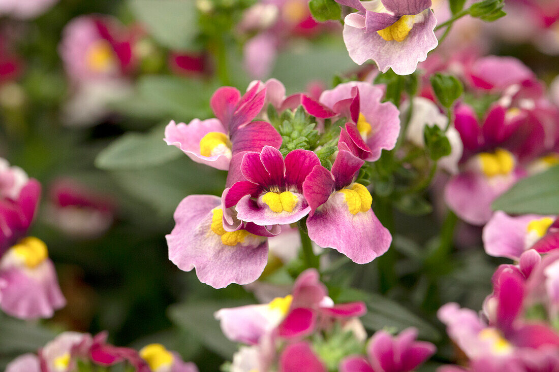 Nemesia Escential™ 'Strawberry'