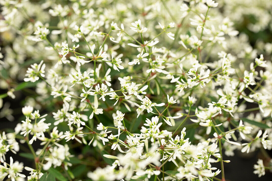 Euphorbia hypericifolia 'Starblast™ White'