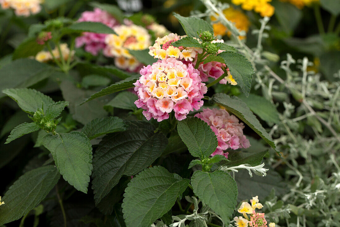 Lantana camara 'Strawberry Nectar™'