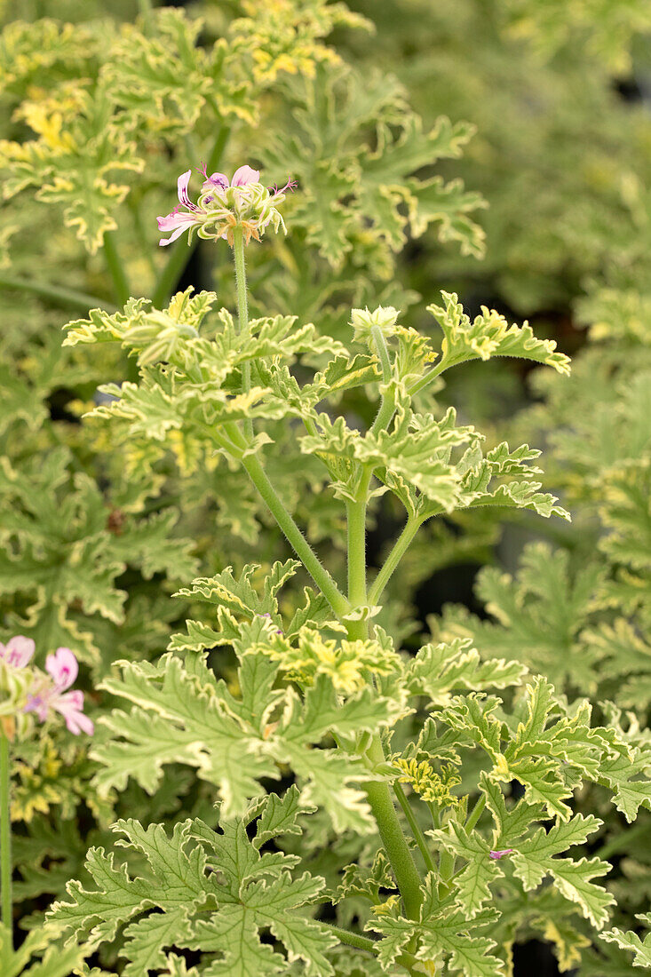 Pelargonium peltatum 'Lemona'